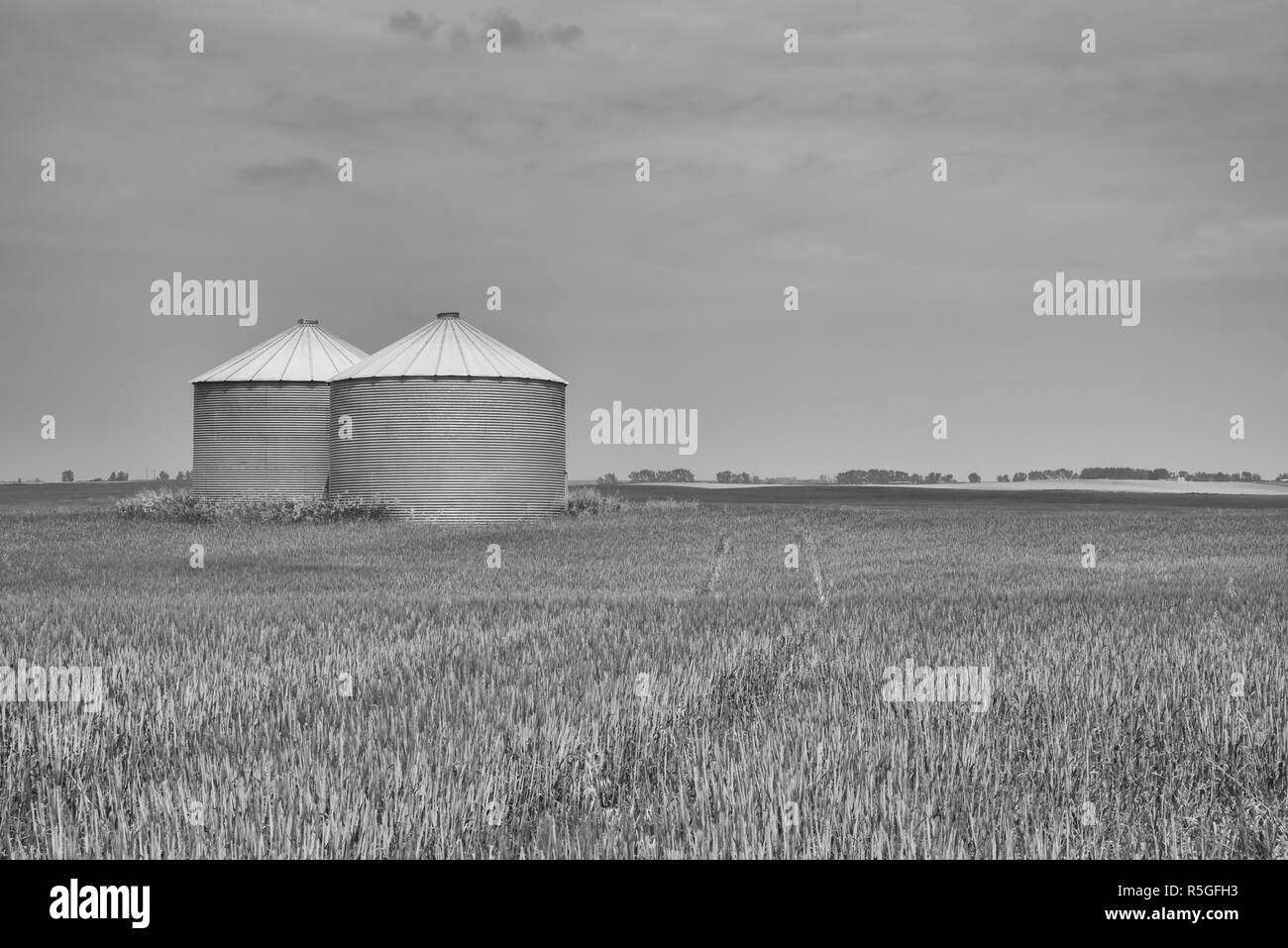 Due Silos per il grano in un campo Foto Stock