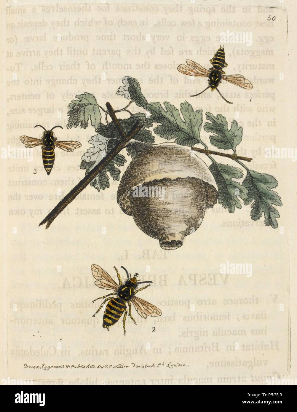 Wasp (?) nido. La Zoological Miscellanea; essendo le descrizioni di nuovi o interessanti animali. Londra, 1814-1817. Fonte: 45.b.16. Tab.L. Autore: Leach, William Elford. Foto Stock