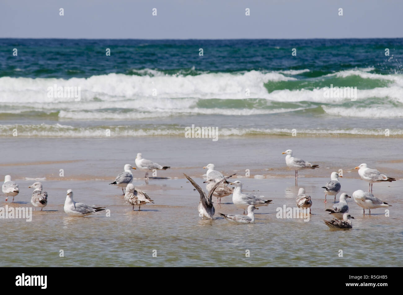 Gabbiani sulla spiaggia sabbiosa di Costa del Mare del Nord in una giornata con onde più forte Foto Stock