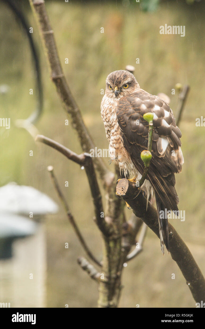 Eurasian sparviero, settentrionale, Sparviero Accipiter nisus, i capretti in albero giardino accanto a Bird Feeder, sementi, titolari di gennaio. Foto Stock