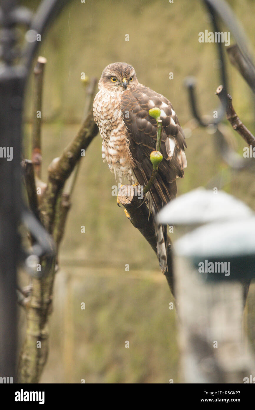 Eurasian sparviero, settentrionale, Sparviero Accipiter nisus, i capretti in albero giardino accanto a Bird Feeder, sementi, titolari di gennaio. Foto Stock