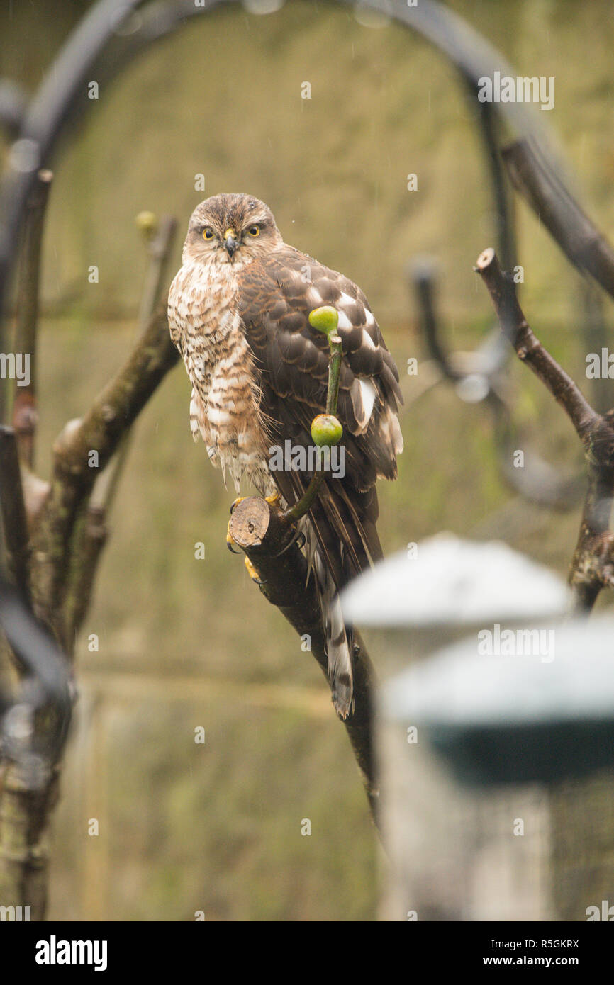 Eurasian sparviero, settentrionale, Sparviero Accipiter nisus, i capretti in albero giardino accanto a Bird Feeder, sementi, titolari di gennaio. Foto Stock