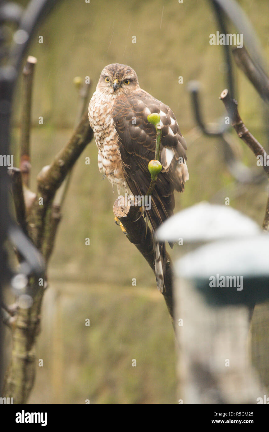 Eurasian sparviero, settentrionale, Sparviero Accipiter nisus, i capretti in albero giardino accanto a Bird Feeder, sementi, titolari di gennaio. Foto Stock