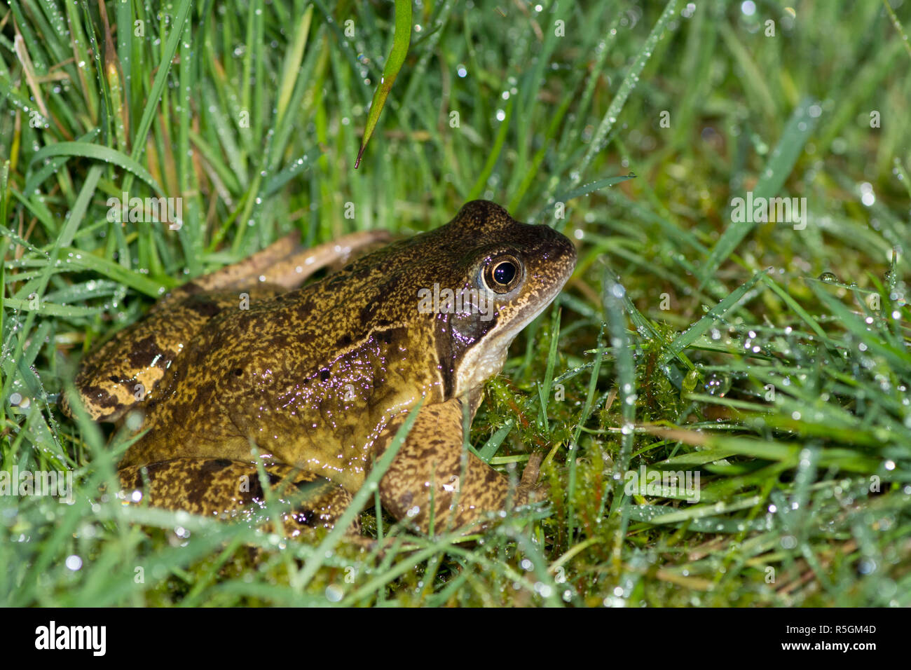 Rana comune, rana temporaria, femmina sul modo di stagno di allevamento in caso di pioggia e di erba umida, Febbraio Foto Stock