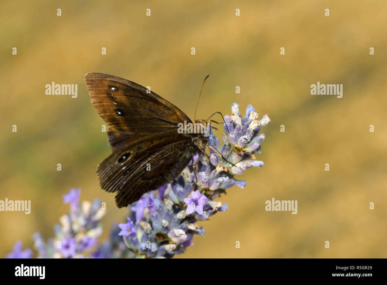 Dagli occhi blu portiere di foresta su una i fiori di lavanda Foto Stock