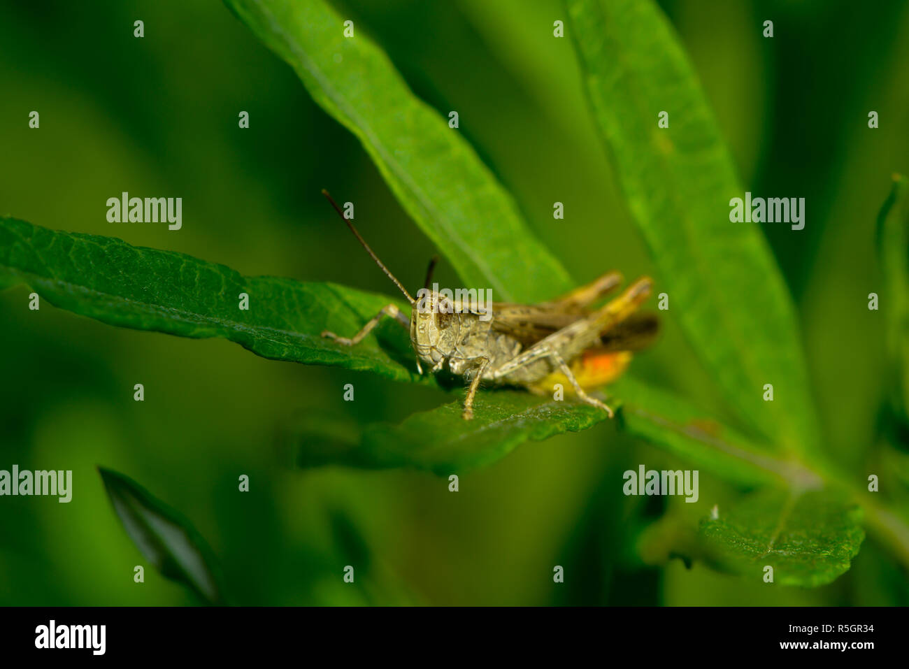 Nightingale grasshopper si siede su una foglia Foto Stock
