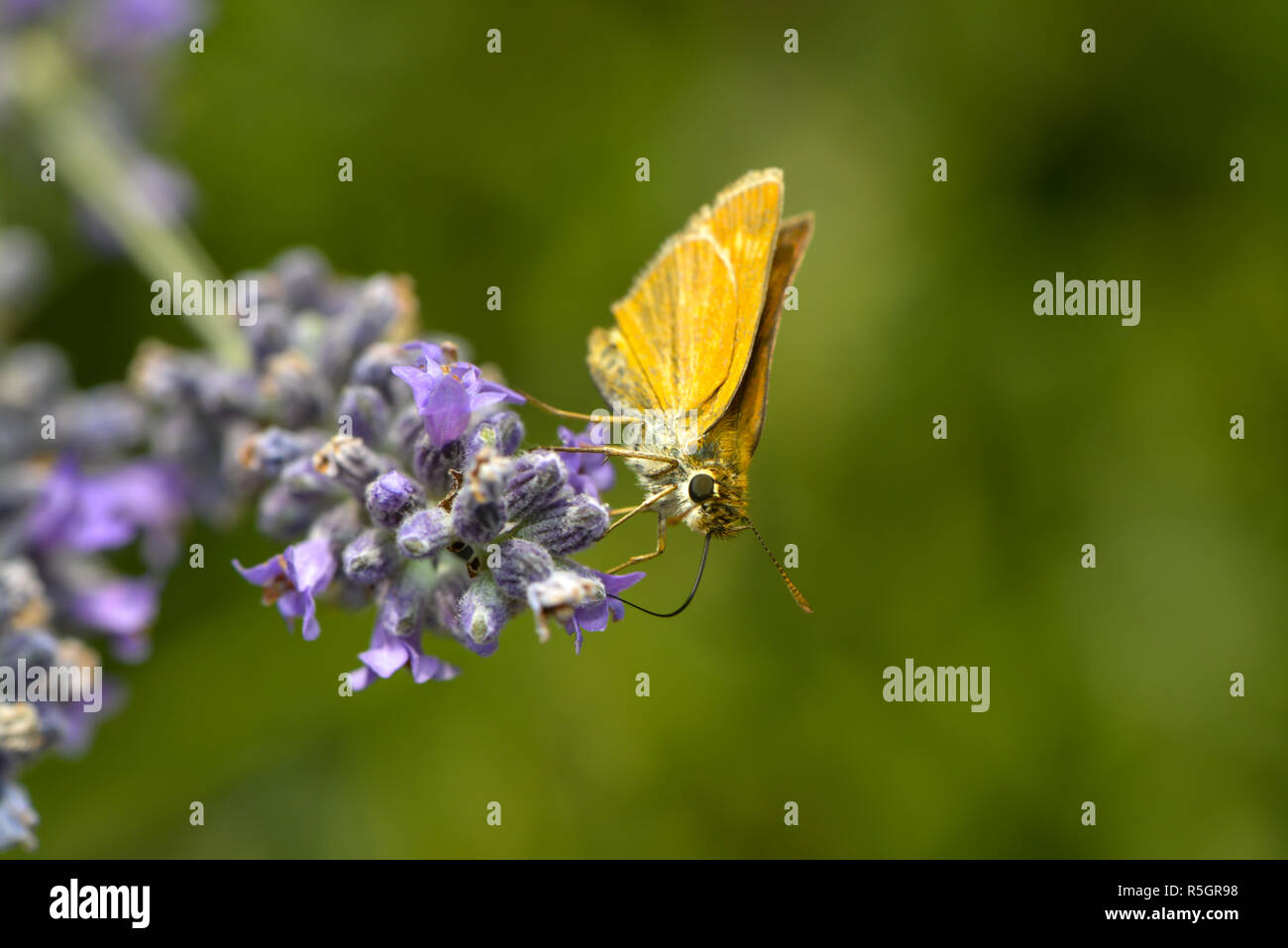 Dabbler aspira il nettare su un fiore Foto Stock