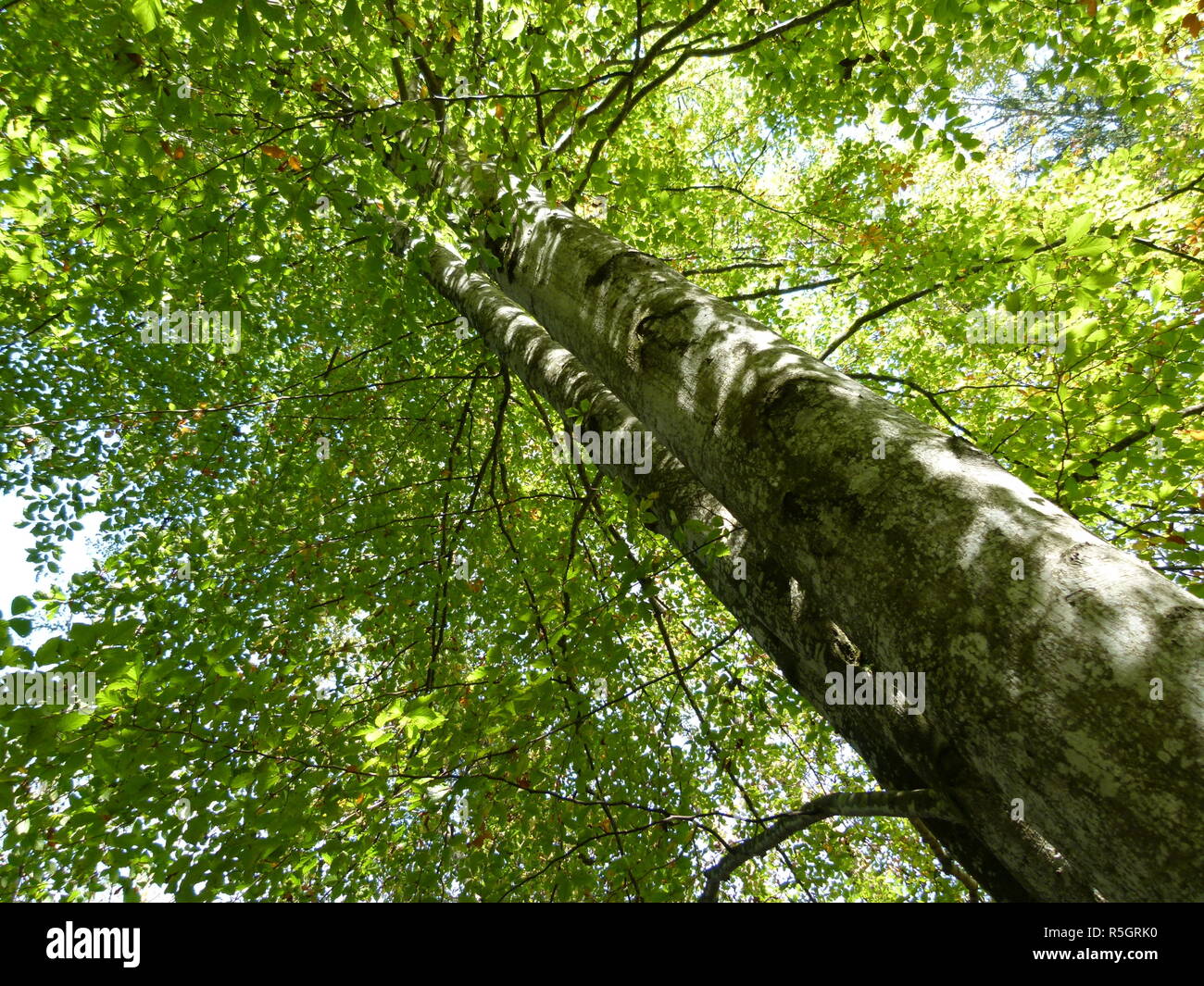 Albero possente in luce posteriore Foto Stock