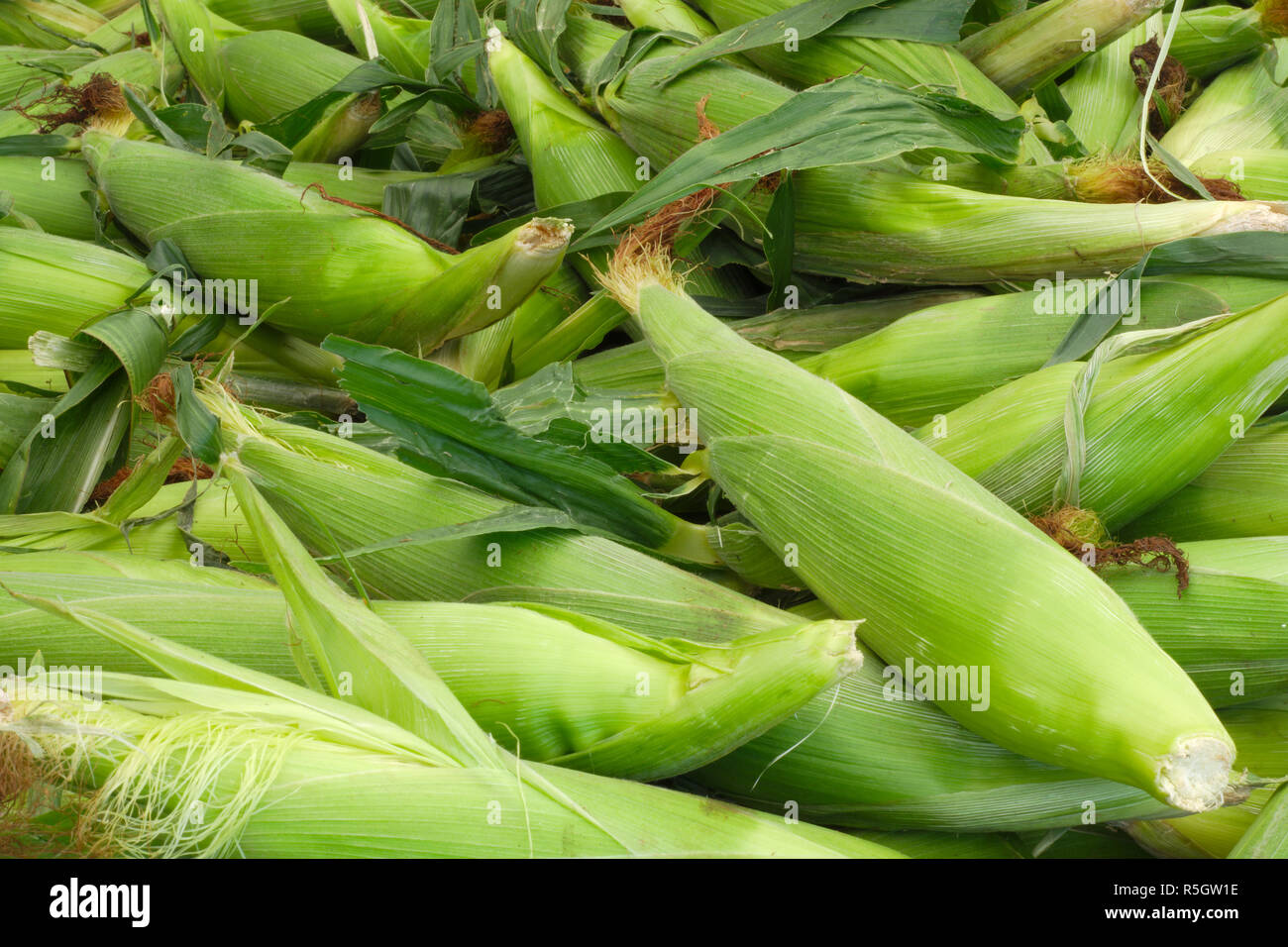 Il verde di tutoli di mais granella vegetali di granturco dolce al mercato Foto Stock