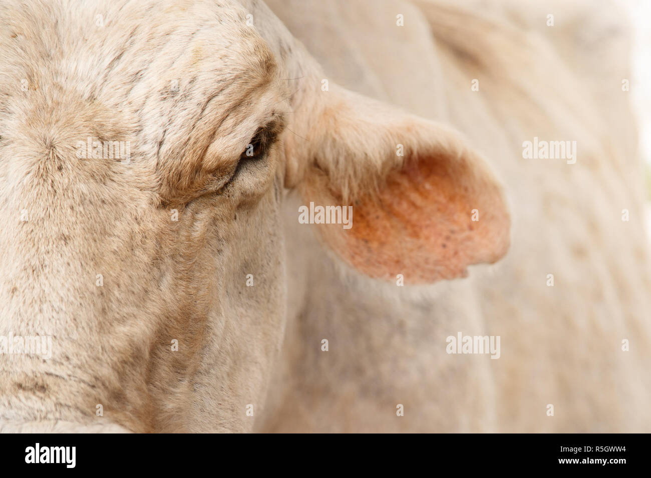 Dettaglio e Close-up di mucca faccia in fattoria Foto Stock