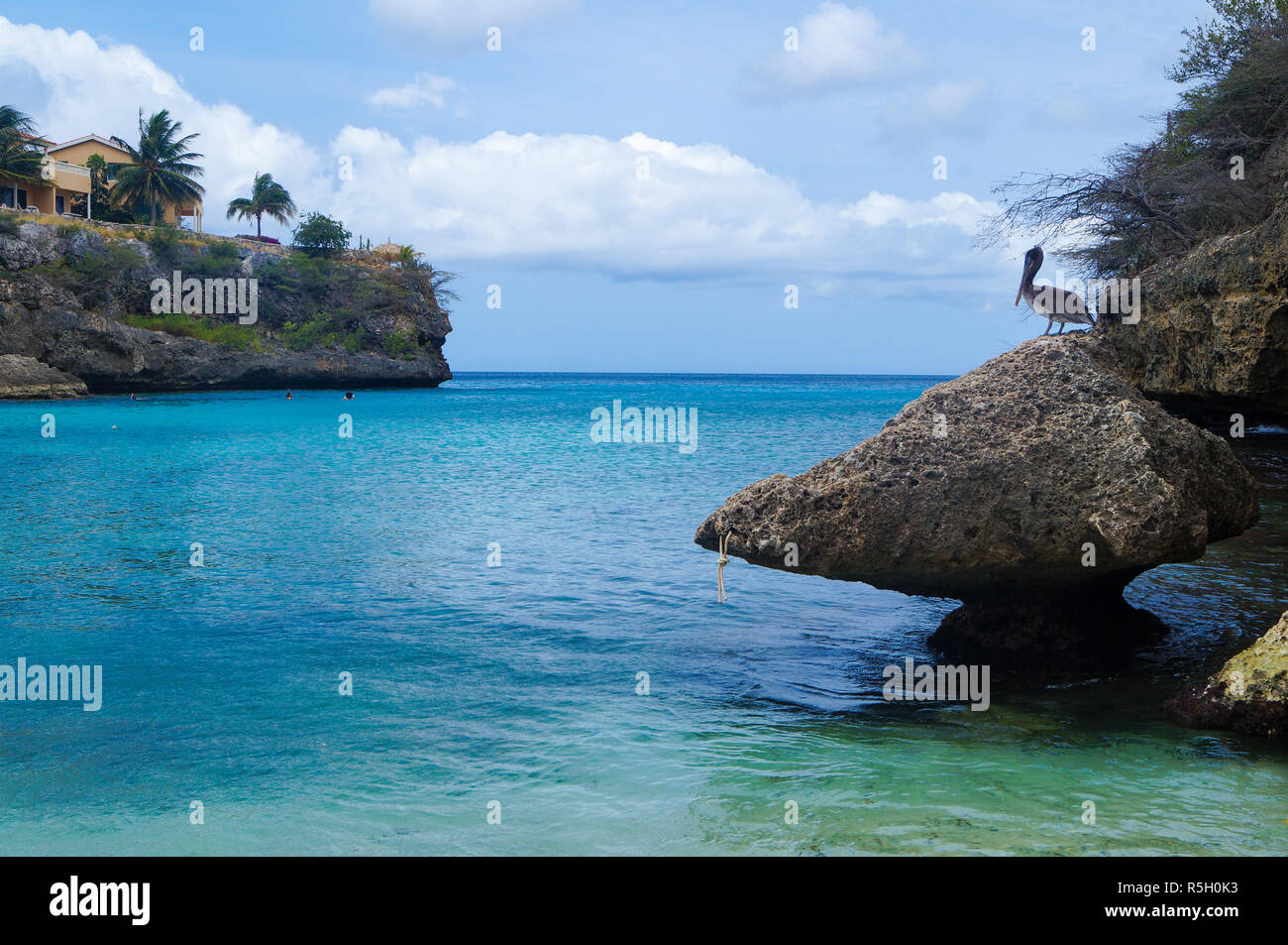 Pelican seduto su una roccia a Playa Lagun, Curacao. Foto Stock