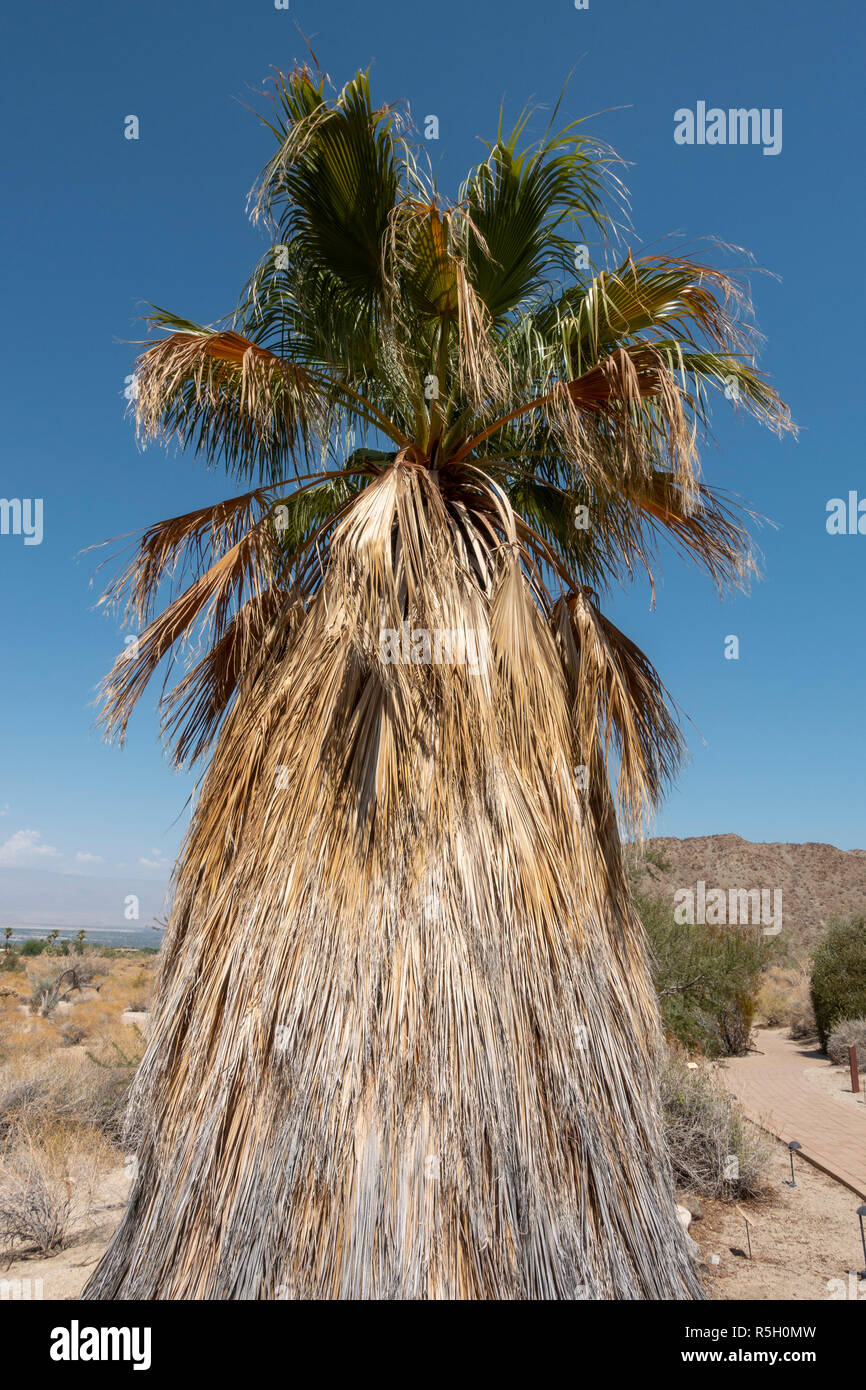 Ventola Desert Palm (Washingtonia filifera), ed sull'Hastey Garden Trail, Santa Rosa e San Jacinto Mountains National Monument, Palm Desert, CA, Stati Uniti d'America. Foto Stock