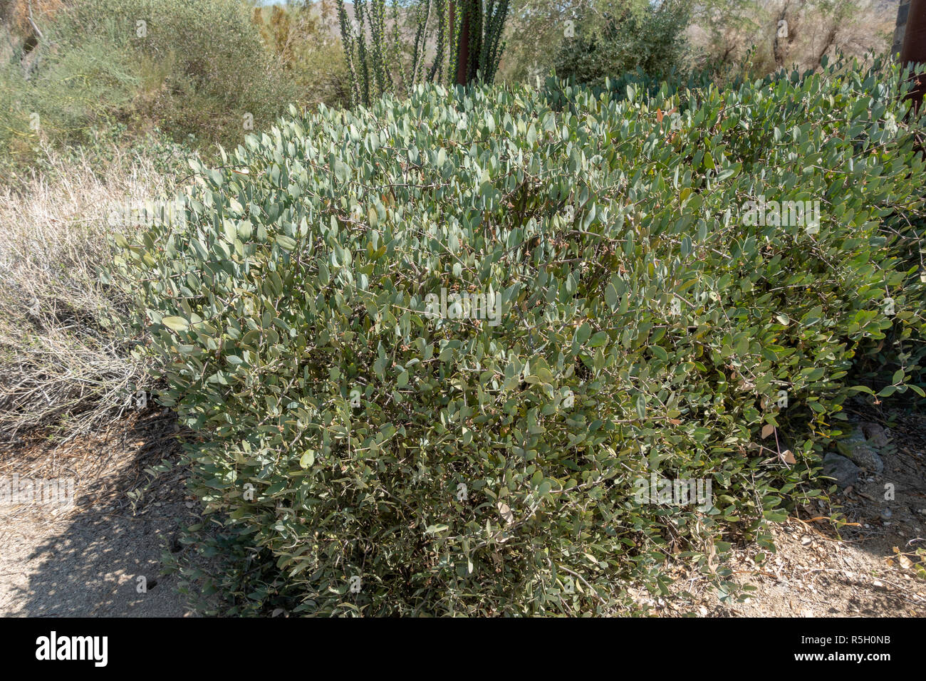 Jojoba (Simmondsia chinensis), Ed Hastey Garden Trail, Santa Rosa e San Jacinto Mountains National Monument, Palm Desert, CA, Stati Uniti d'America. Foto Stock