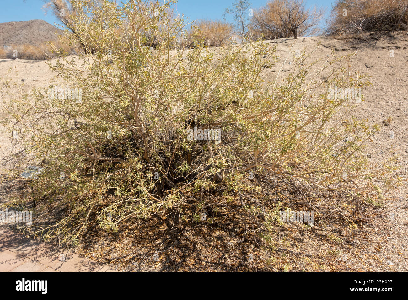 Bladderpod (Peritoma arborea) ed sull'Hastey Garden Trail, Santa Rosa e San Jacinto Mountains National Monument, Palm Desert, CA, Stati Uniti d'America Foto Stock