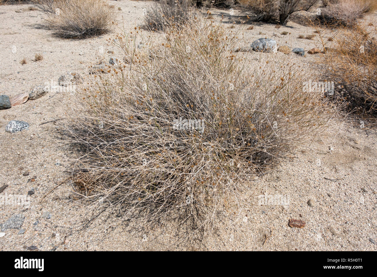 Sweetbush (), sull'Ed Hastey Garden Trail, Santa Rosa e San Jacinto Mountains National Monument Visitor Center, Palm Desert, CA, Stati Uniti d'America. Foto Stock