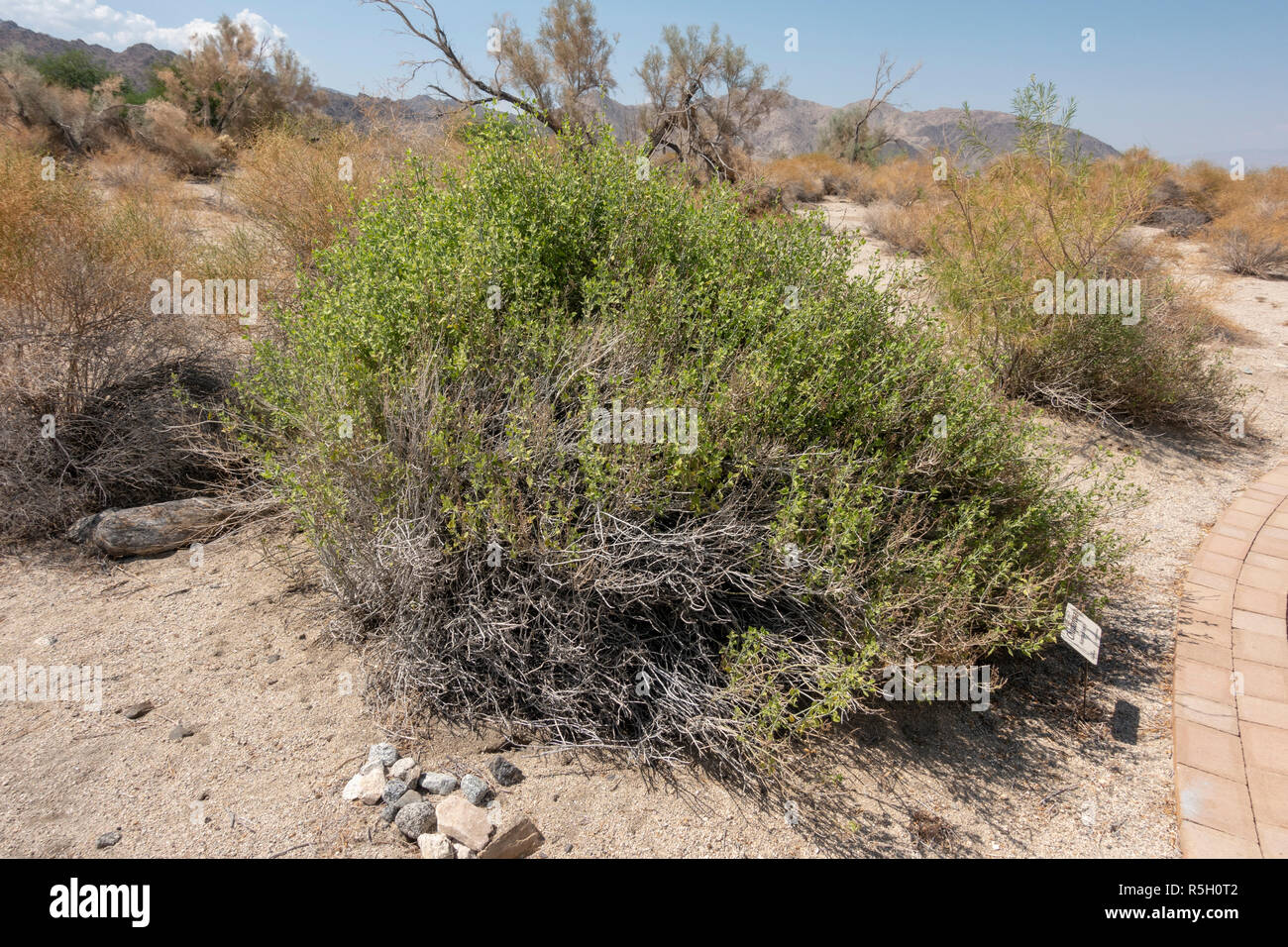 Chuparos (Justicia californica) ed sull'Hastey Garden Trail, Santa Rosa e San Jacinto Mountains National Monument, Palm Desert, CA, Stati Uniti d'America. Foto Stock