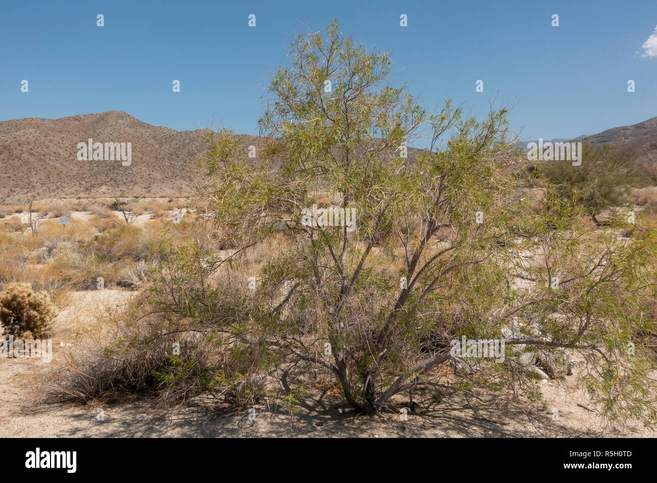 Desert Willow, (Chilopsis linearis) ed sull'Hastey Garden Trail, Santa Rosa e San Jacinto Mountains National Monument, Palm Desert, CA, Stati Uniti d'America. Foto Stock