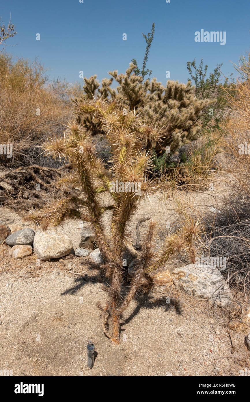 Golden/Silver Cholla (Cylindropuntia echinocarpa), Ed Hastey Garden Trail, Santa Rosa & San Jacinto Mountains National Monument, Palm Desert, CA, Stati Uniti d'America. Foto Stock