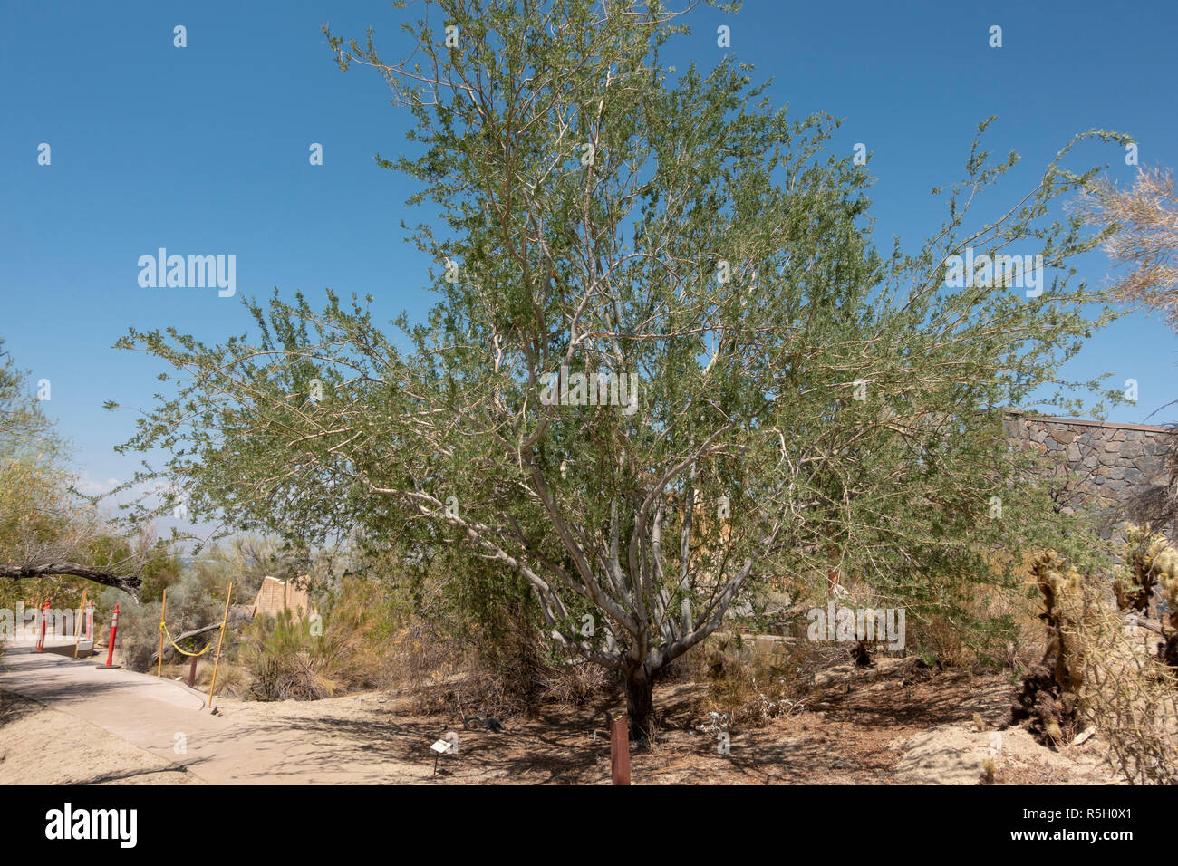 Desert Ironwood (Olneya Tesota), Ed Hastey Garden Trail, Santa Rosa e San Jacinto Mountains National Monument Visitor Center, Palm Desert, CA, Stati Uniti d'America. Foto Stock