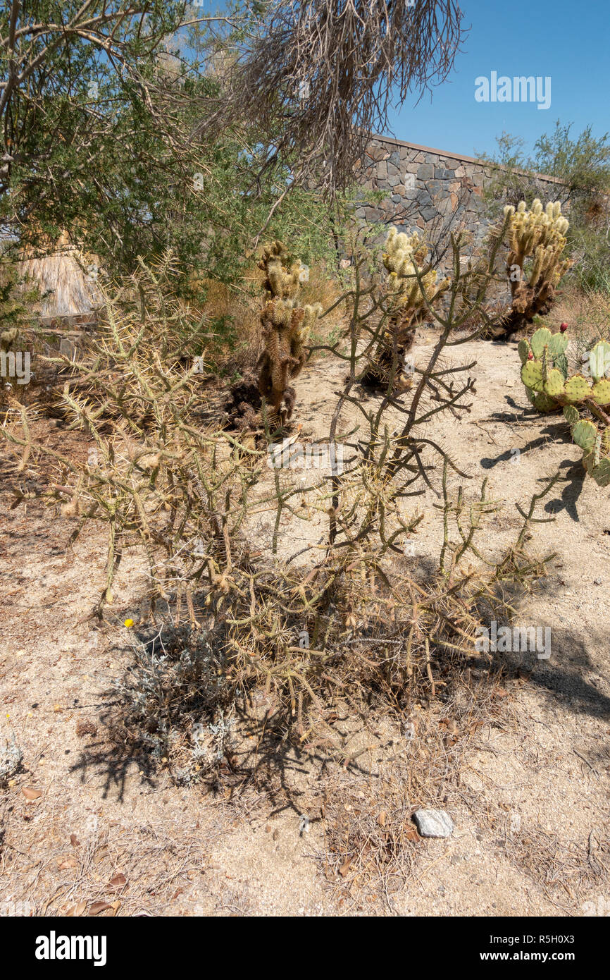 Pencil cholla (Cylindropuntia ramosissima), Ed Hastey Garden Trail, Santa Rosa e San Jacinto Mountains National Monument, Palm Desert, CA, Stati Uniti d'America. Foto Stock