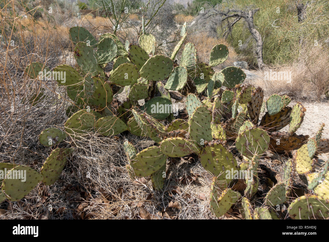 Ficodindia (Opuntia littoralis), Ed Hastey Garden Trail, Santa Rosa e San Jacinto Mountains National Monument, Palm Desert, CA, Stati Uniti d'America. Foto Stock
