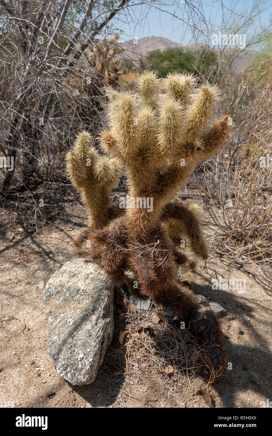 Teddy bear cholla (Cylindropuntia bigelovii), Ed Hastey Garden Trail, Santa Rosa e San Jacinto Mountains National Monument, Palm Desert, CA, Stati Uniti d'America. Foto Stock