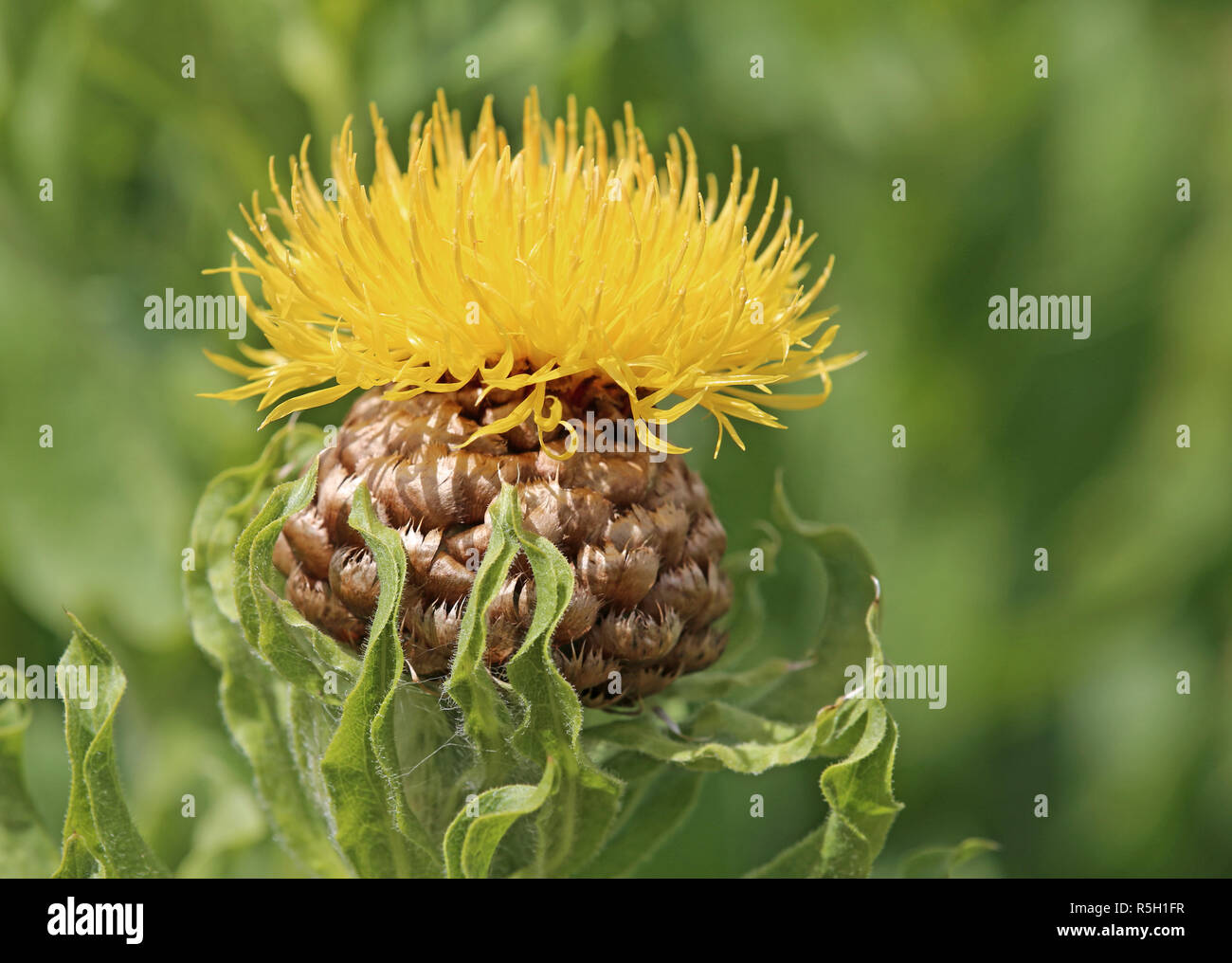 Fiordaliso gigante centaurea macrocephala Foto Stock