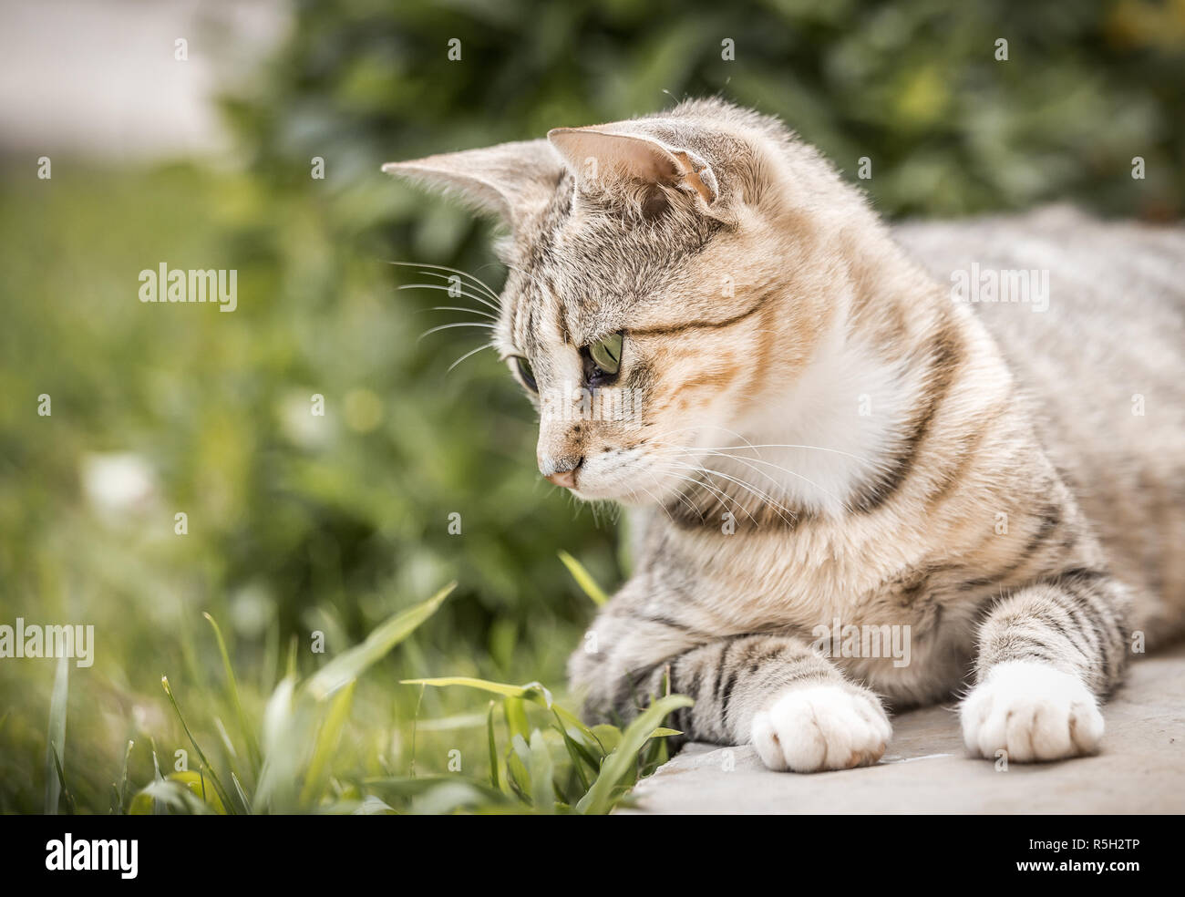Ritratto di carino gattino domestico in posa all'aperto Foto Stock