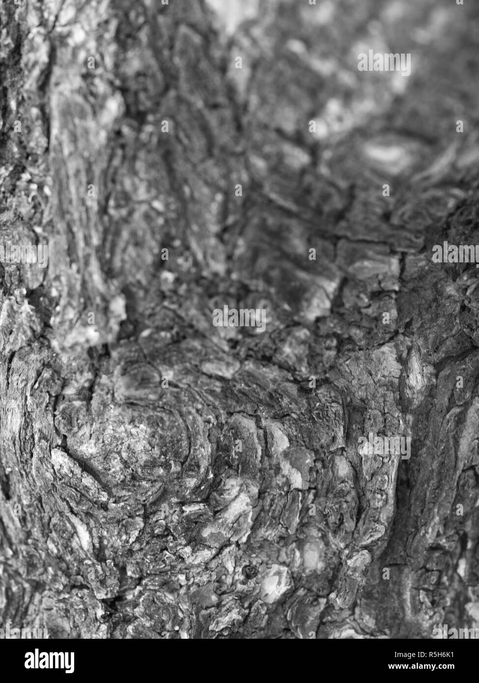 CLOSE-UP DI VIVERE di corteccia di albero Foto Stock
