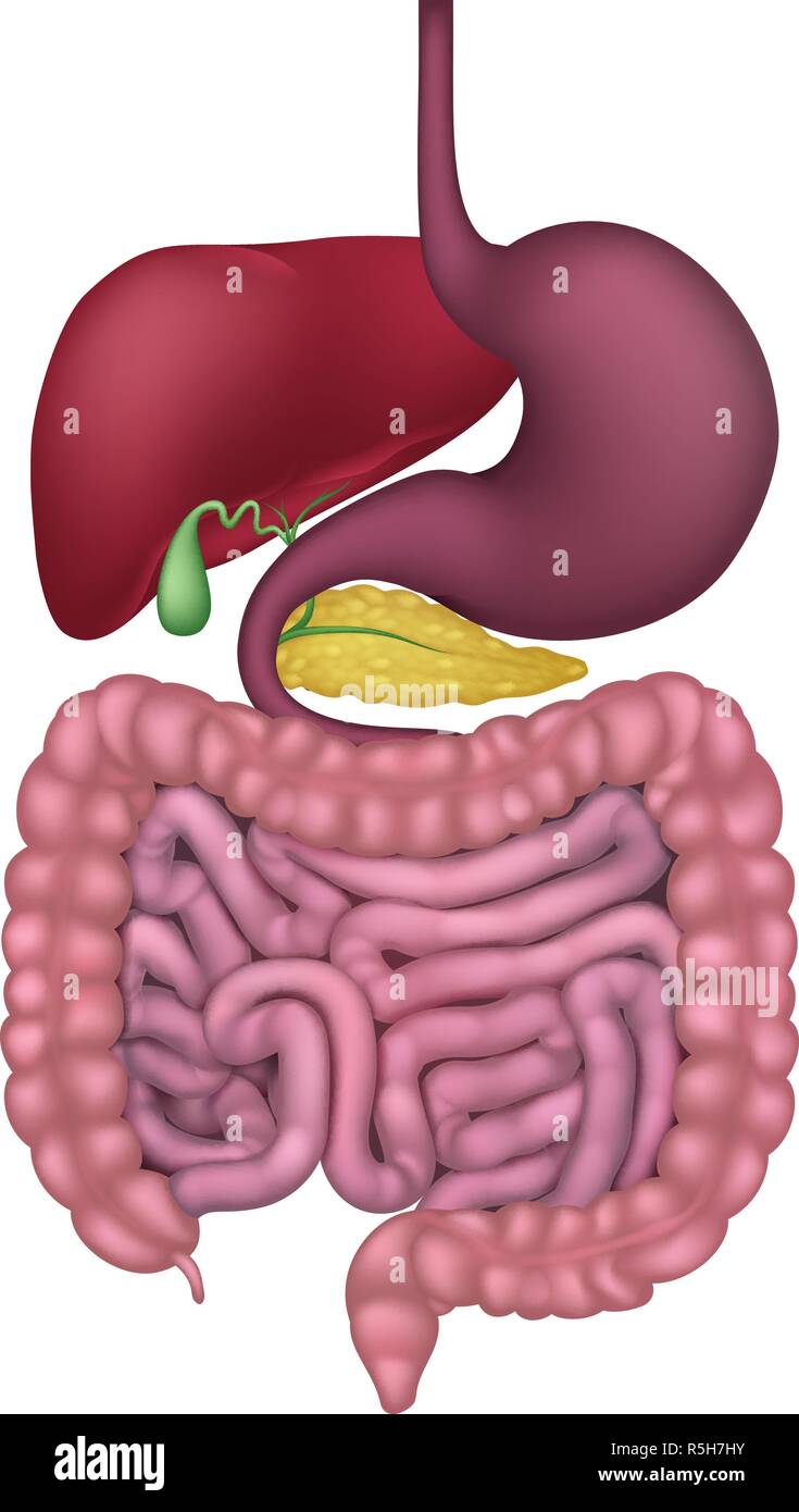 Apparato gastrointestinale umano sistema digestivo Illustrazione Vettoriale