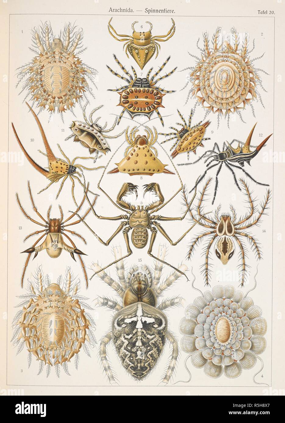 Arachnida. Aracnidi. Kunstformen der Natur / Ernst Heinrich Philipp August Haeckel. Leipzig : Bibliographisches inst., 1914 ; Wien. Fonte: Wf1/1811 piastra 20. Foto Stock