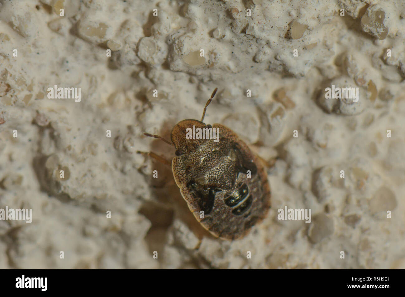 Larva della tartaruga bug sul muro di casa Foto Stock