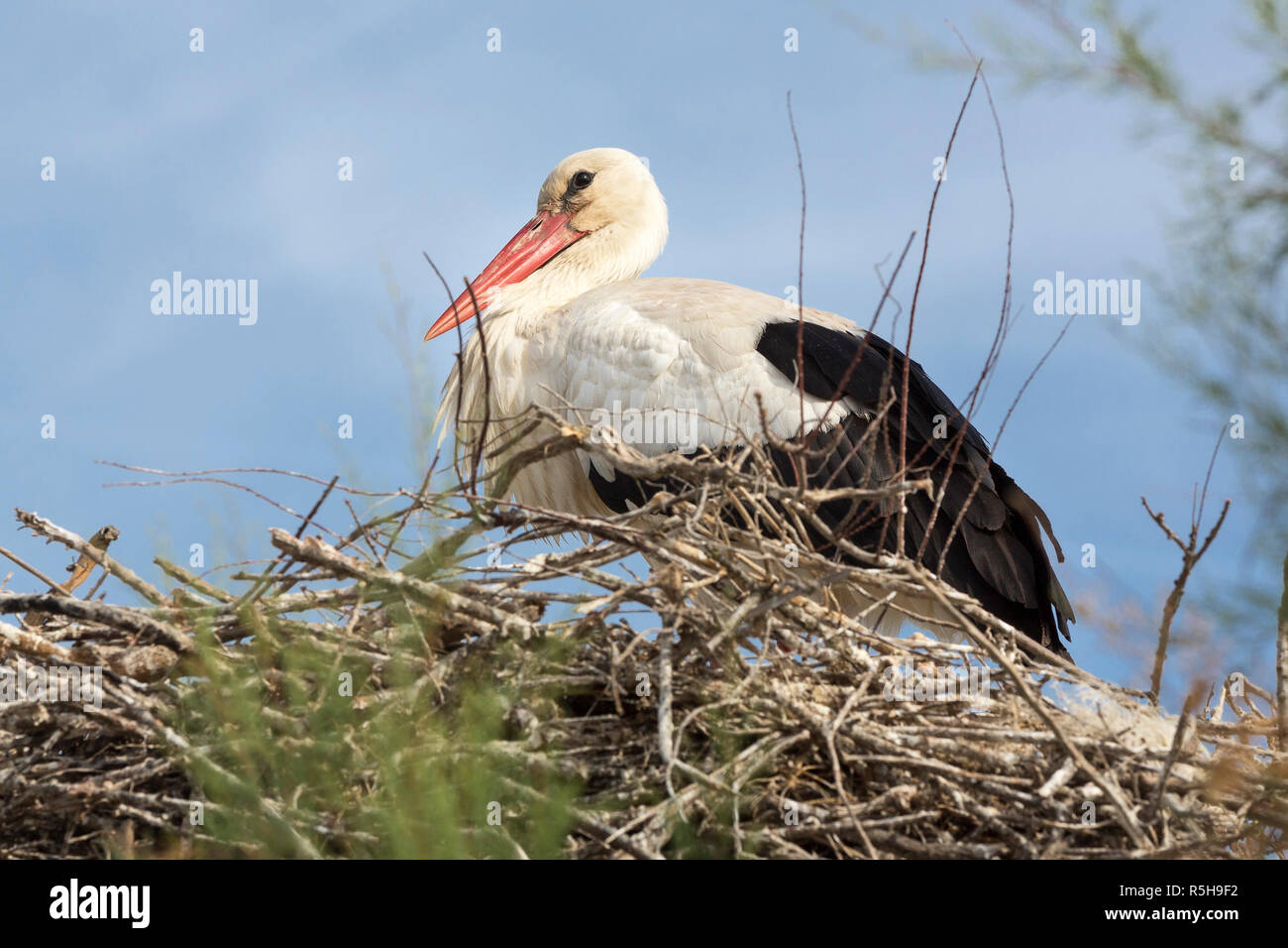 Cicogna bianca (Ciconia ciconia) nel nido in camargue,Francia Foto Stock