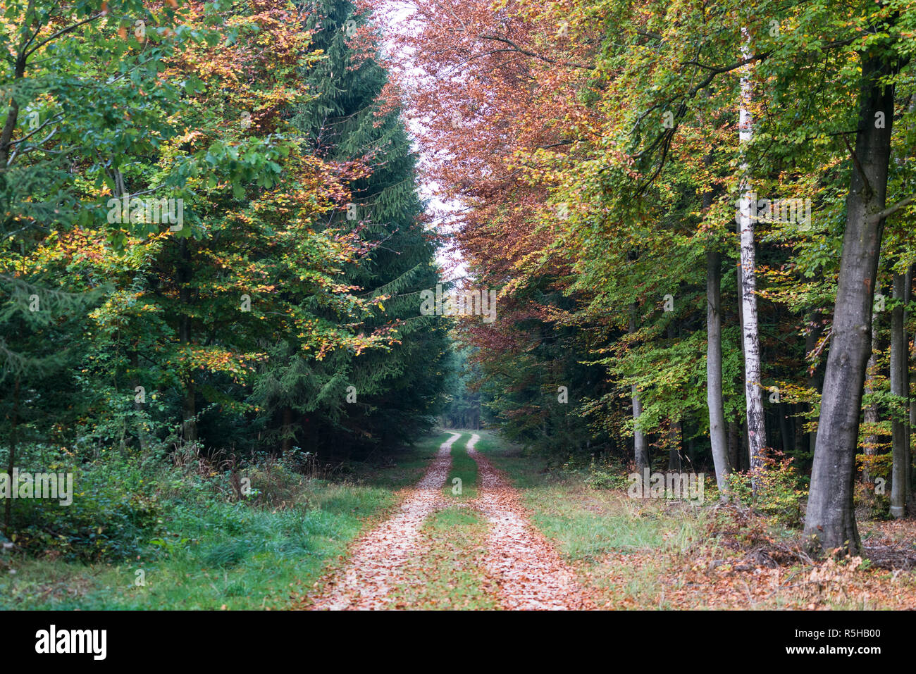 Orlate da alberi di un sentiero di bosco in autunno Foto Stock