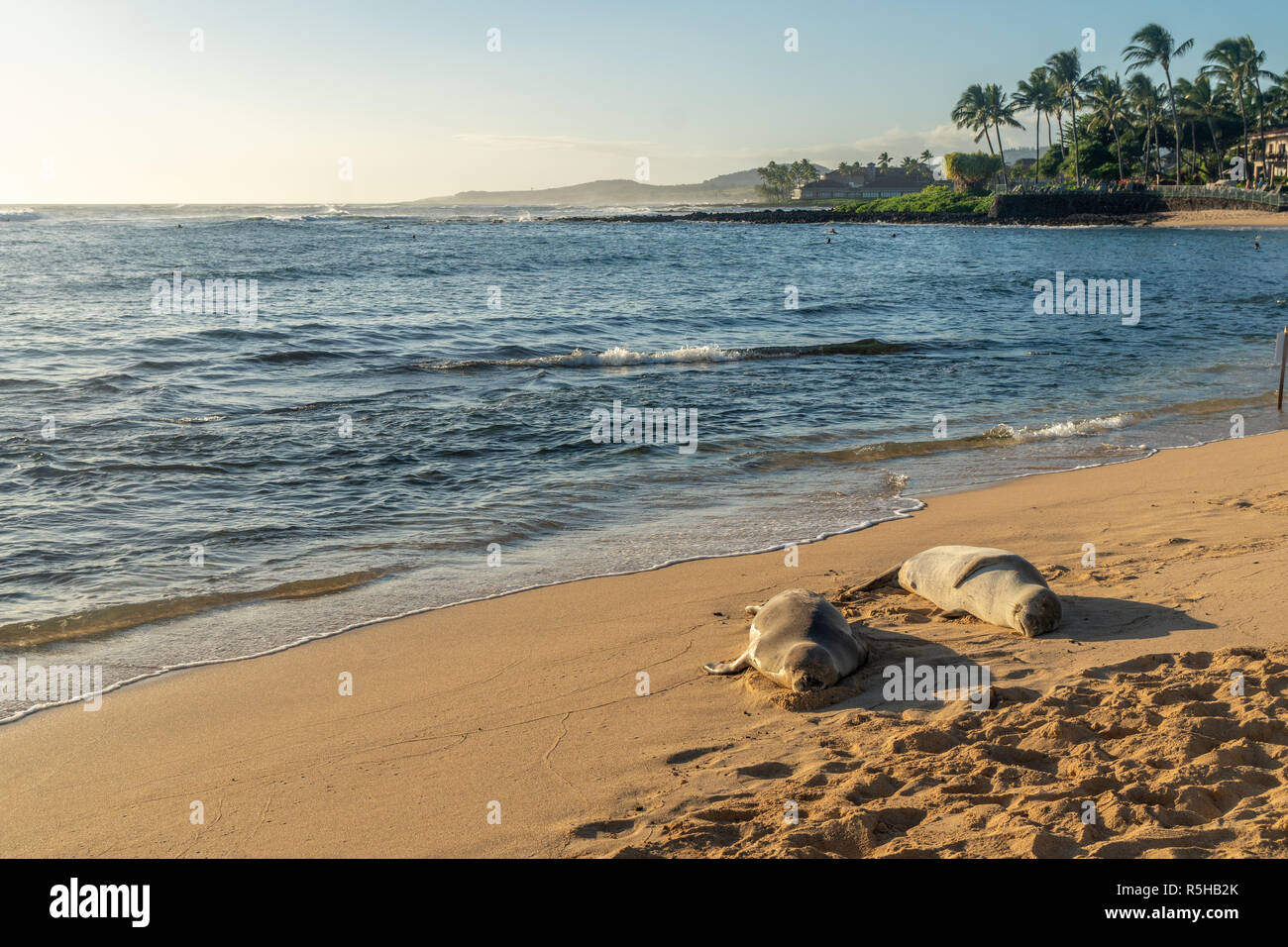 Una coppia di foca monaca prendendo un pisolino sull'affollata spiaggia di Poipu Beach, Koloa, Kauai Foto Stock
