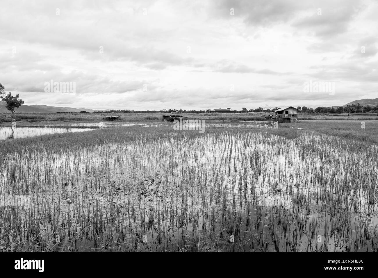 Agricoltura vicino Lago Inle, Shan, MYANMAR Birmania. Un riso piantagione campo, inondati con acqua con un piccolo capanno. Riso agricoltura locale, in bianco e nero Foto Stock