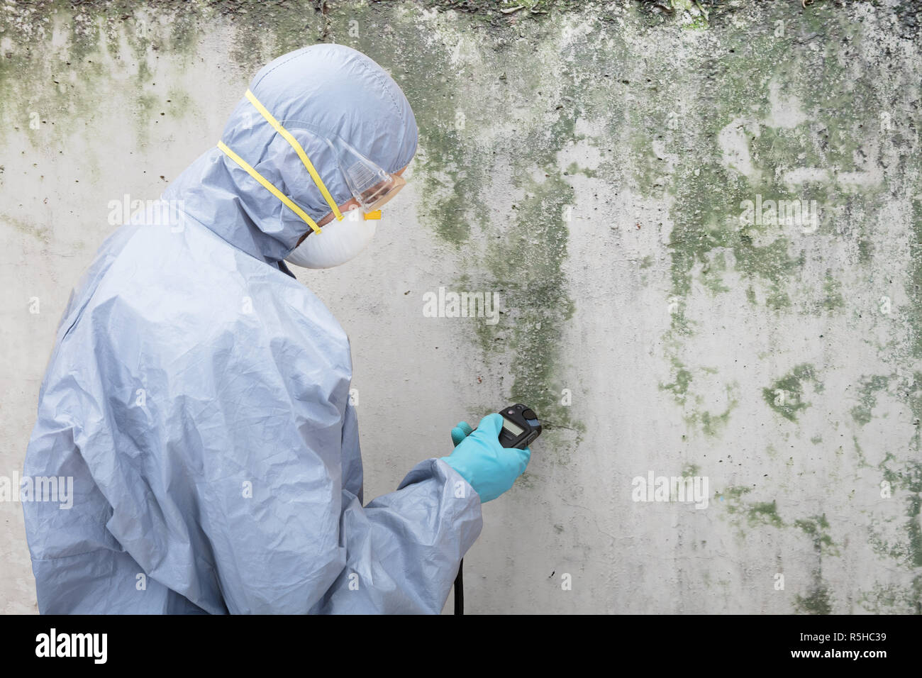 Pest Control lavoratore esaminando Pest sulla parete Foto Stock
