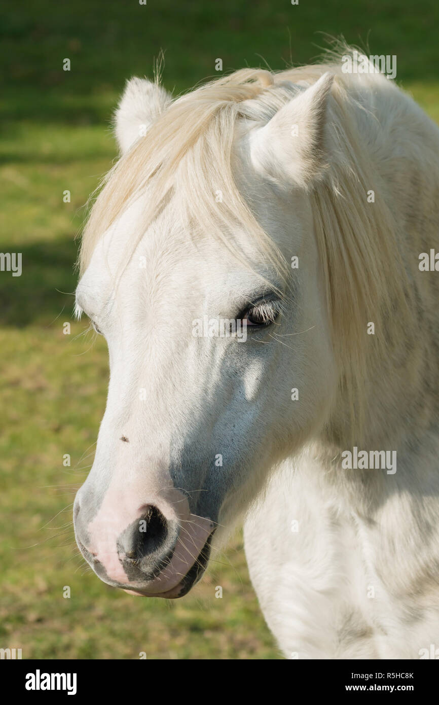 Welsh pony di montagna un antica razza nativa per il Galles una volta usato come pit pony e come progetto di animali Foto Stock