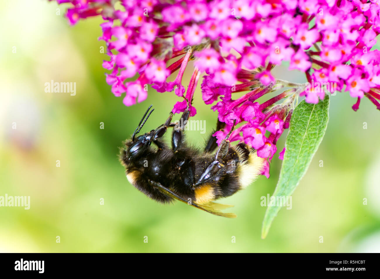 Bumblebee raccogliendo il nettare a budleja blossom Foto Stock