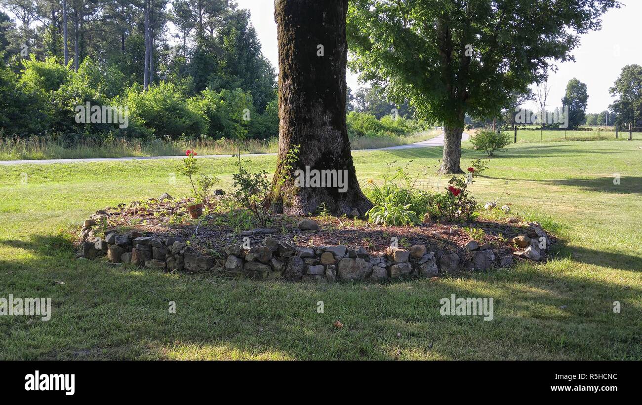 Coppia White Oak tree nella roccia decorativa squilla Foto Stock