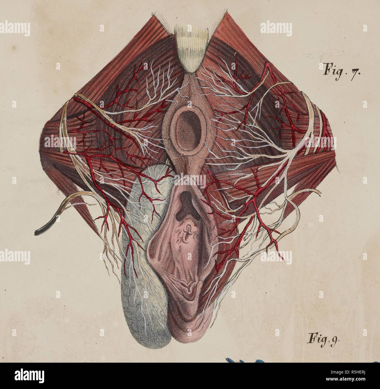 Disegno anatomico. Pavimento pelvico. Planches anatomiques du corps humain executeÌes dâ€™apreÌ€s les naturelles dimensioni. Parigi Francia 1826. Stampa anatomica del corpo umano con dimensioni naturali. Pavimento pelvico. . Fonte: 1899.h.24 Tab.48 fig. 7. Lingua: Francese. Foto Stock