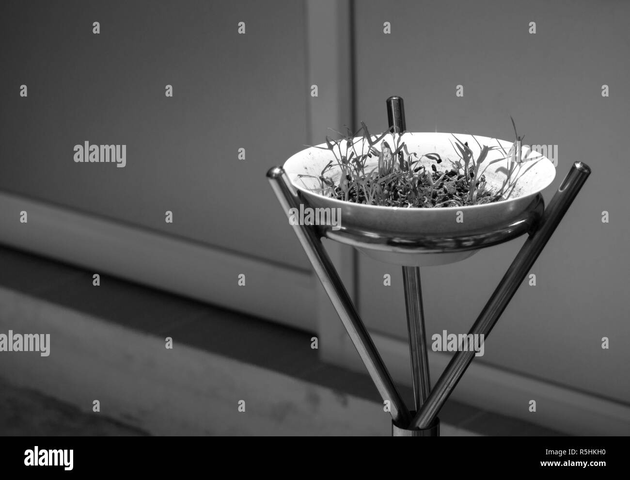 Fresco di germogli di crescione cresce in ciotola bianco Foto Stock