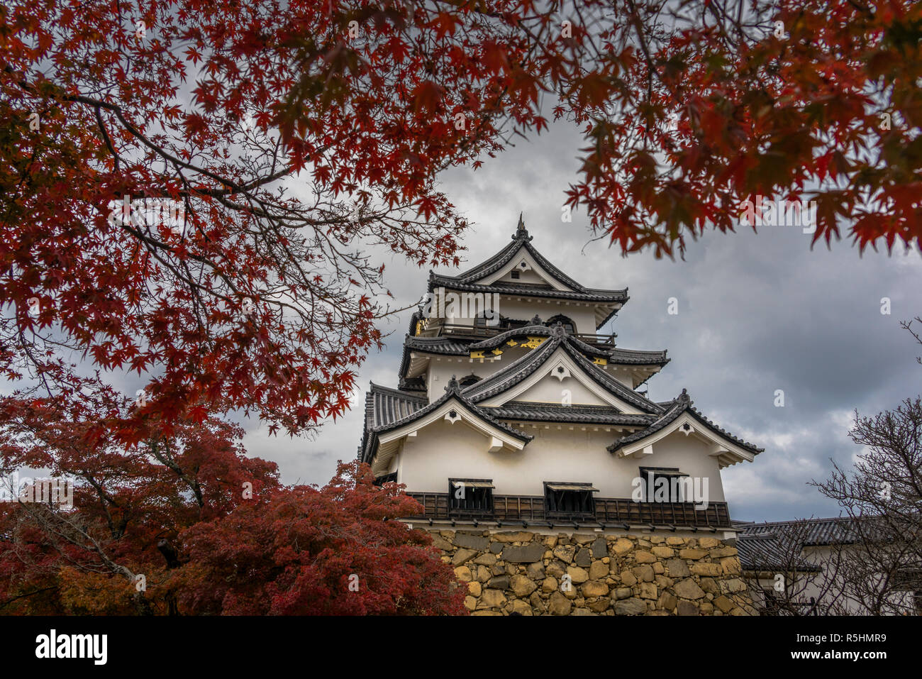 Autunno al castello di Hikone. Il castello di Hikone è 1 di 12 castelli originali in Giappone - prefettura di Shiga. Foto Stock