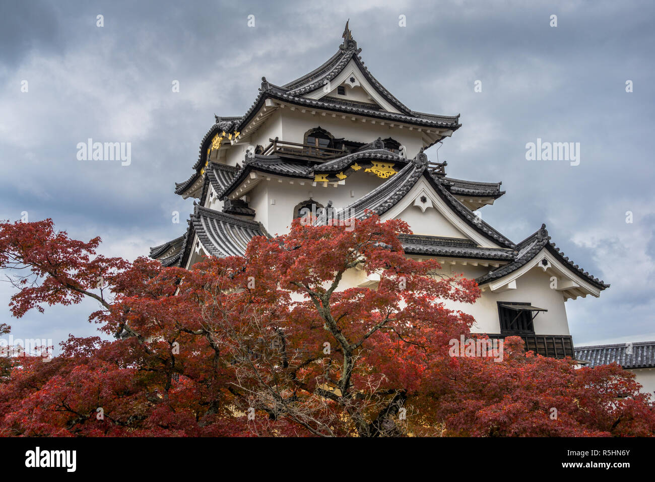 Autunno al castello di Hikone. Il castello di Hikone è 1 di 12 castelli originali in Giappone - prefettura di Shiga. Foto Stock