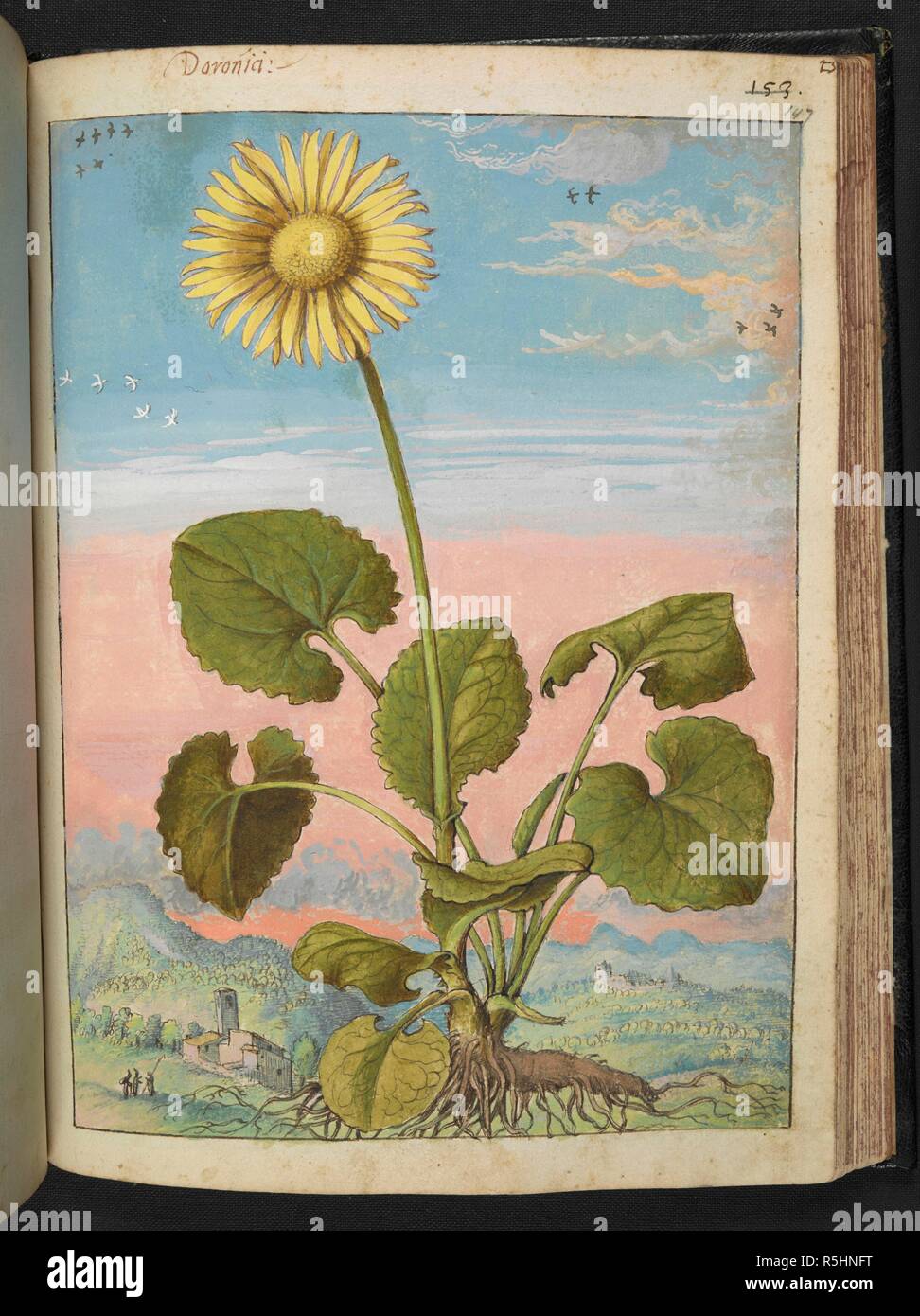 Doronia. Un impianto con un fiore giallo. Disegni colorati di piante, copiato dalla natura negli Stati Romani, da Gerardo Cybo. Vol. I. Pietro Andrea Mattioli, medico, di Siena: estratti dalla sua edizione di Dioscoride' 'de re Medica':. L'Italia, c. 1564-1584. Fonte: Aggiungi. 22332 f.147. Lingua: Italiano. Autore: Cybo, Gheraldo. Foto Stock