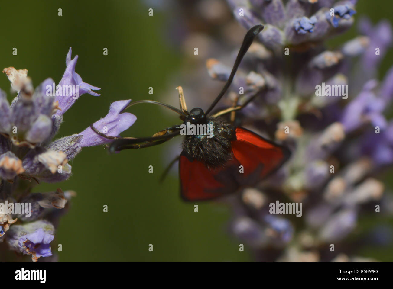 Goccia di sangue si siede su un fiore di lavanda Foto Stock