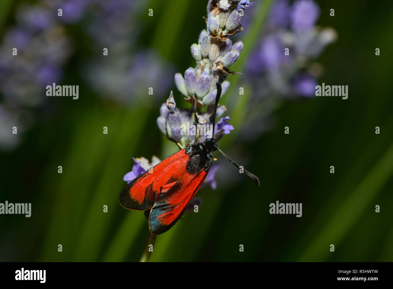 Goccia di sangue si siede su un fiore di lavanda Foto Stock