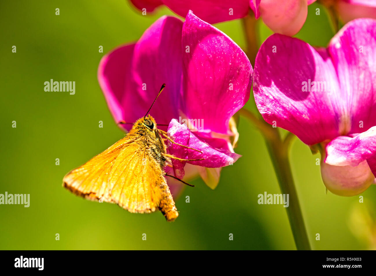 Marrone-once marrone-intitolata bug Foto Stock