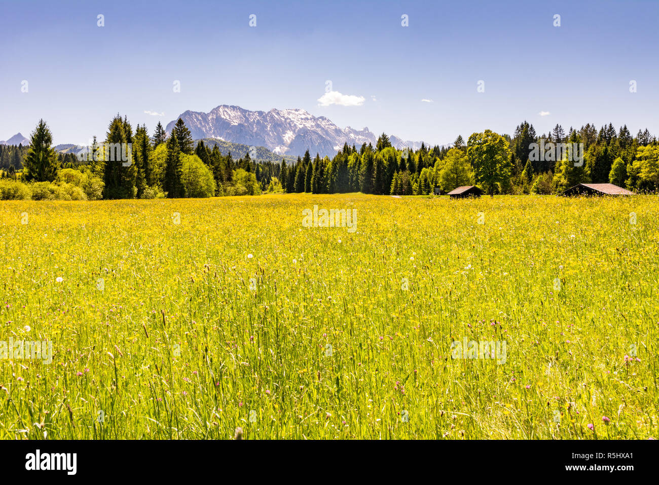 Prato nelle alpi della Bavaria Foto Stock