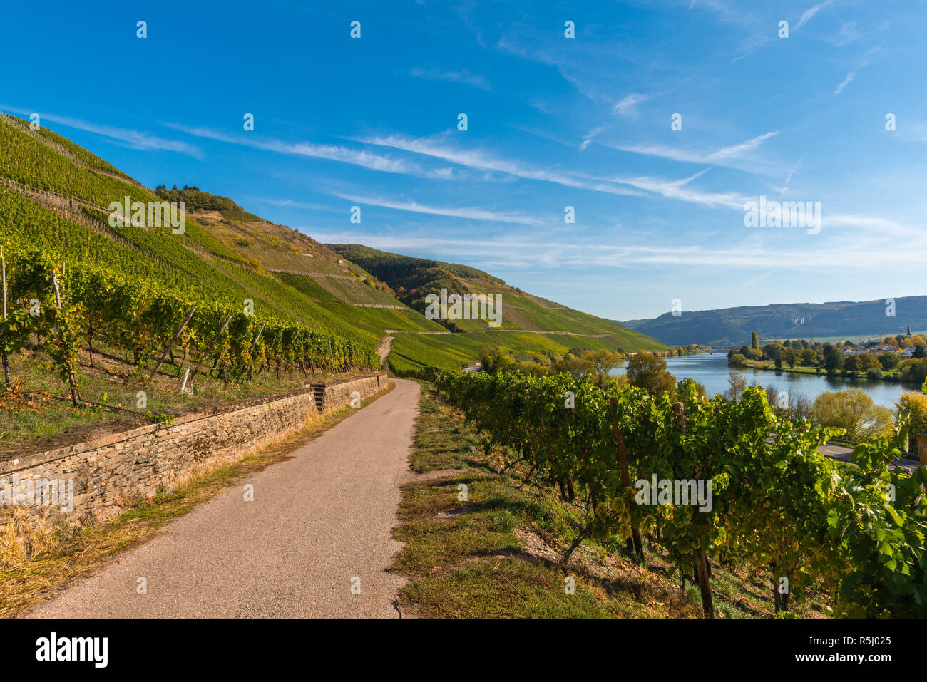 Paesaggio con vigneti lungo il fiume Mosella e valle vicino al villaggio di Schweich, Renania-Palatinato, Germania, Europa Foto Stock